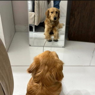 TOMMY | Raza Golden Retriever  | Perdido