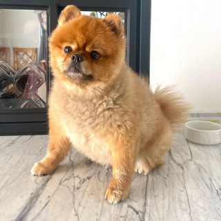 MASÓN | Raza Pomerania | Perdido