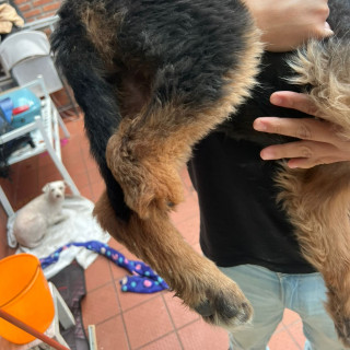 PATY | Raza Pastor Alemán | Perdida