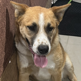 HERMOSO PELUDITO | Raza Mestizo | En Adopción