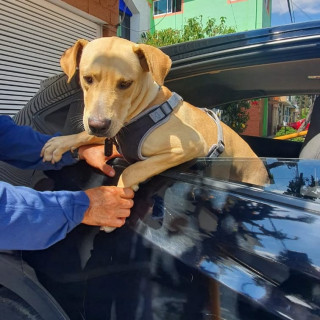 GUAPO | Raza Mestizo,  cruza de Labrador | En Adopción
