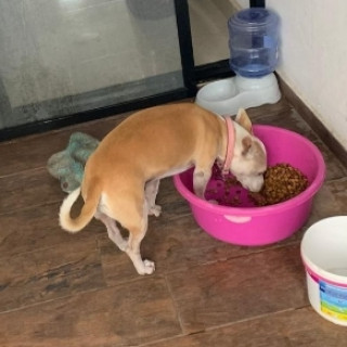 CHATO | Raza Mestizo | Perdido