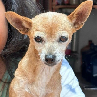 JAMMY | Raza Chihuahua | Final Feliz