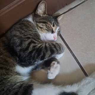 TOMAZO | Raza Doméstico Americano de pelo corto | Perdido