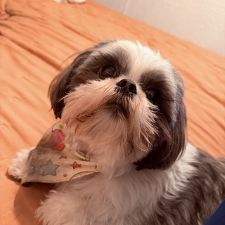 REYNA | Raza Shih Tzu  | Perdida