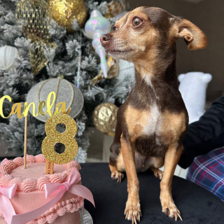 CANELA | Raza Chihuahua | Final Feliz