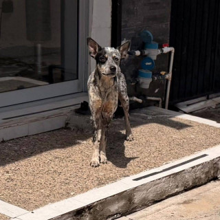 Foto de JACK