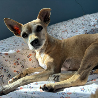 CANELA | Raza Chihuahua | Perdida