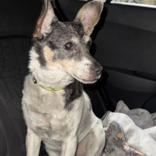  | Raza Mestiza, cruza de Fox Terier | Encontrada