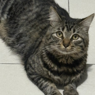 GIZMO | Raza Doméstico Américano de Pelo Corto | Perdido