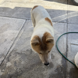 CHASE | Raza Akita Americano   | Perdido