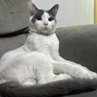 LATTE | Raza Doméstico Américano de Pelo Corto | Perdido