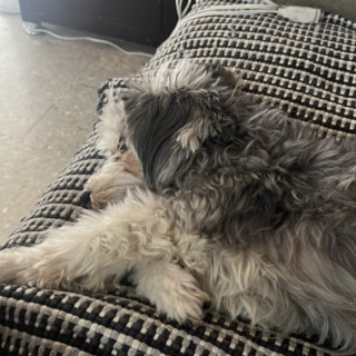 BONIS | Raza Mestiza, cruza de Schnauzer | Perdida