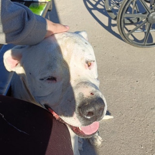 LOKY | Raza American Pitbull Terrier | Final Feliz