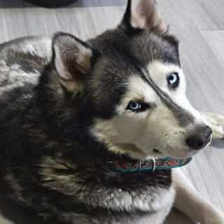 LOBO | Raza Husky Siberiano | Final Feliz