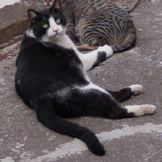 BAYITO | Raza Doméstico Americano de pelo corto | Perdido