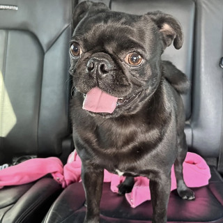 Foto de DUG