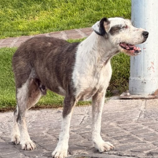  | Raza Mestizo | Encontrado