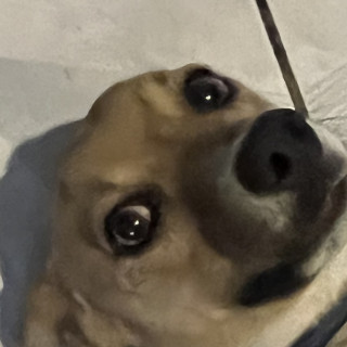  | Raza Mestizo | Encontrado