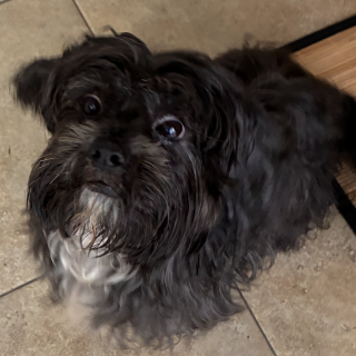  | Raza Mestizo, cruza de Shih Tzu con Schnauzer | Final Feliz