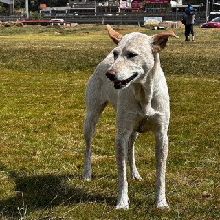 NALA | Raza Mestiza | Perdida