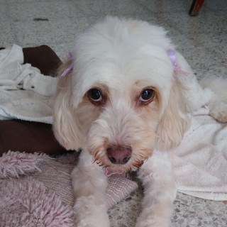 VEZZY (VETZI) | Raza Mestiza, cruza de French Poodle con Maltés (Maltipoo) | Perdida