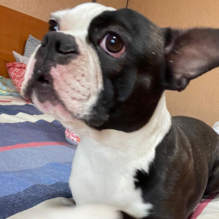 PORFIRIO | Raza Boston Terrier  | Final Feliz