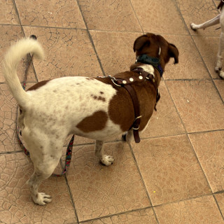 KIPPER | Raza Jack Russell Terrier | Final Feliz