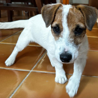 MOMO | Raza Jack Russell Terrier | Final Feliz