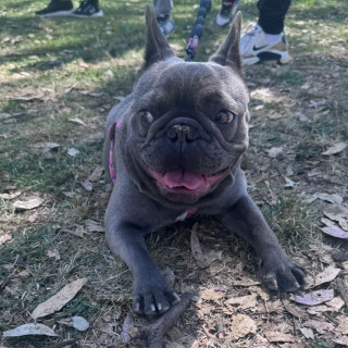 BLUEY | Raza Bulldog Francés  | Perdida