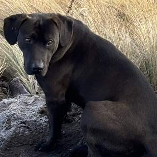 BLACKY | Raza Mestizo, Cruza De Labrador | Perdido