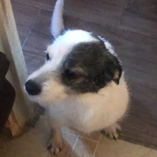 MIKA | Raza Mestiza | Final Feliz