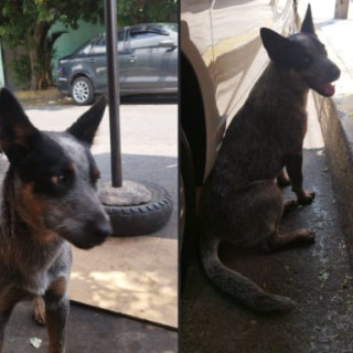 BLUEY | Raza Ganadero Australiano Blue Heeler  | Final Feliz