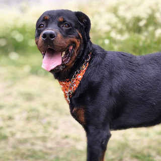  | Raza Rottweiler | Encontrado