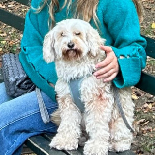 JUANA | Raza Mestiza, cruza de French Poodle con Maltés,  (Maltipoo). | Final Feliz