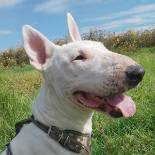 HUEVITO | Raza Bull Terrier Inglés | Perdida