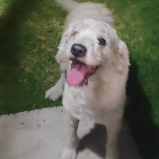 | Raza Mestizo | Encontrado