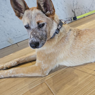  | Raza Mestiza, cruza de Ganadero Australiano, (Red Heeler) | Encontrada