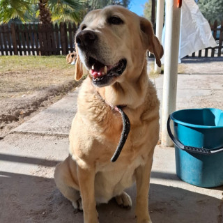 SOL | Raza Labrador  | Perdida