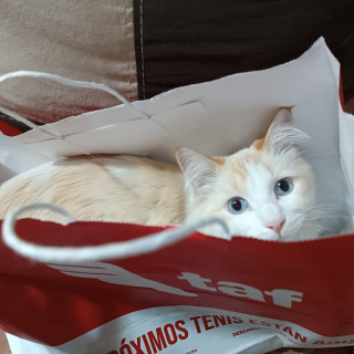 SHIRO | Raza Doméstico Americano de pelo semilargo | Perdido