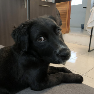 CHAYANO | Raza Mestizo, posible cruza de Labrador | En Adopción