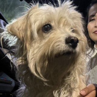  | Raza Mestiza,  cruza de Maltés | Encontrada