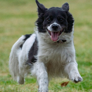 SHANTI | Raza Mestiza, cruza de Border Collie | Final Feliz