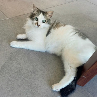 CONCHO | Raza Doméstico Américano de Pelo Corto | Perdido