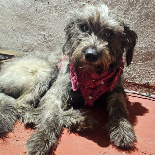  | Raza Mestiza, cruza de Schnauzer | Encontrada