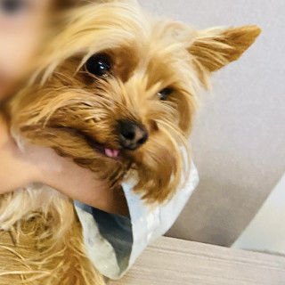 DEXTER | Raza Yorkshire Terrier (Yorkie) | Perdido