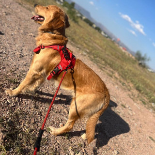 TOMMY | Raza Golden Retriever  | Perdido