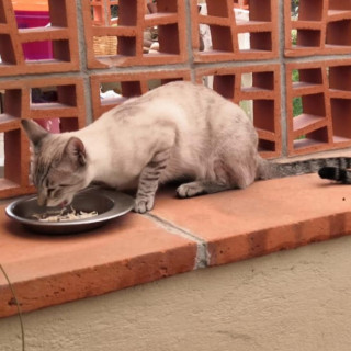 ALMENDRA | Raza Aslan O Siamés Moderno, Punto Tabby | Perdida