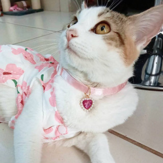 LUNA | Raza Doméstico Américano de Pelo Corto | Perdida