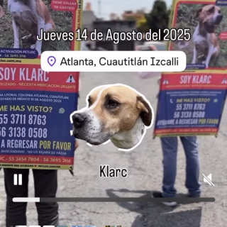 KLARC | Raza Mestizo,  cruza de American Pitbull Terrier | Final Feliz